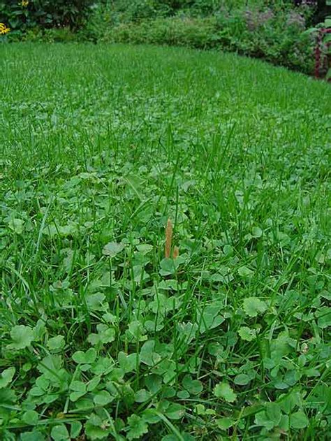 Spreading clover seed on a Halifax lawn | Urban Landscapes NS