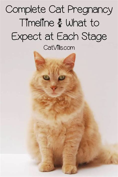Cat Pregnancy Timeline: The Definitive Guide To Prepare For Birth Of Kittens