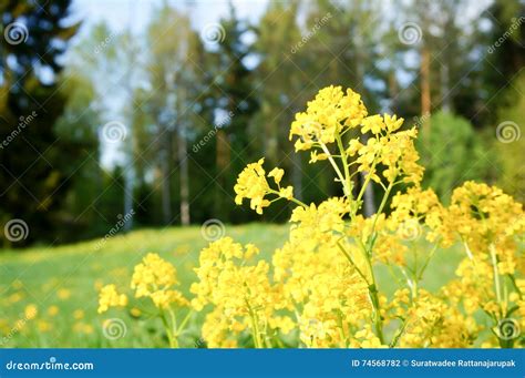 Yellow Spring Flower in Finland Stock Photo - Image of petal, idyllic: 74568782