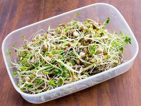 How To Store Sprouts In Fridge | Storables