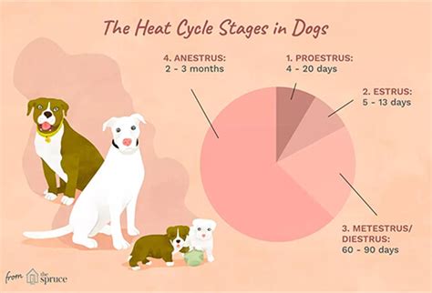 Symptoms Of A Dog In Heat - Gegu Pet