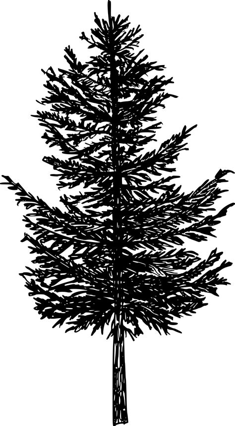 5 Pine Tree Silhouette Drawing (PNG Transparent) | OnlyGFX.com