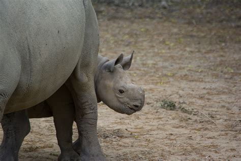 baby rhino 05 - Cleveland Zoo | Meet Lulu! After a 15-month … | Flickr