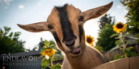 Farm Animals Photography - Endeavor Photography