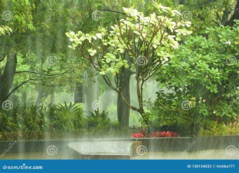 Rain in Gardens by the Bay - Botanic Gardens in Singapore Stock Photo - Image of botanic ...