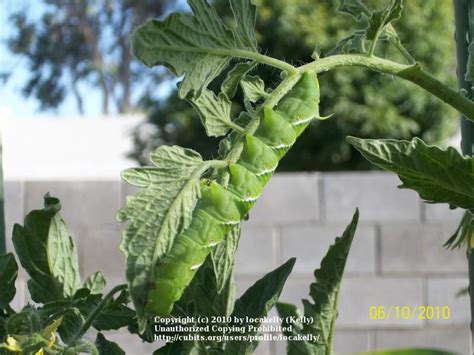 Catching the Tomato Horn Worm: Worm poop = Tomato fertilizer. - Garden.org