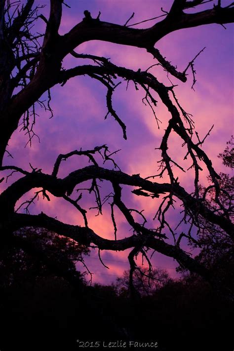 Purple Rays Photograph by Lezlie Faunce - Fine Art America