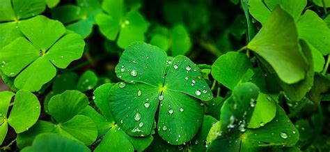 Details more than 59 four leaf clover wallpaper super hot - in.cdgdbentre