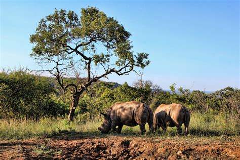 Free Images : wilderness, prairie, adventure, wildlife, herd, pasture ...