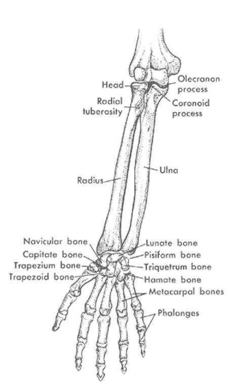 Bones Of The Arm Labeled