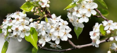 What is that Smell? Meet the Callery Pear Tree - Premier Tree Solutions