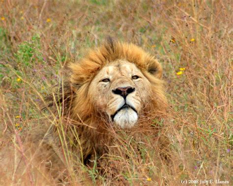 Lions (Ngorongoro Crater) | Project Noah