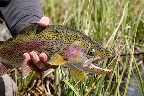 The 8 Best Guided Fly Fishing Trips in the World - Yellow Dog Flyfishing Adventures