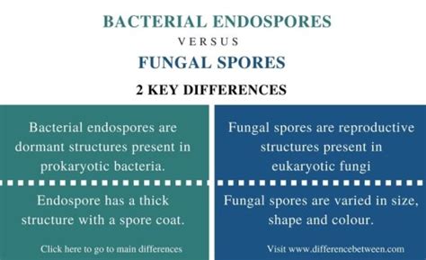 Difference Between Bacterial Endospores and Fungal Spores | Compare the ...