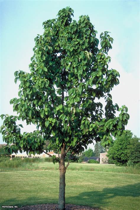 Cucumber Magnolia (Magnolia acuminata) - Great Plains Nursery