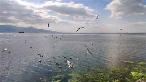 Seagulls Flying at Beach Sky 13453868 Stock Video at Vecteezy