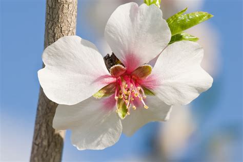 Almond Blossom Flowers - Wallpapers