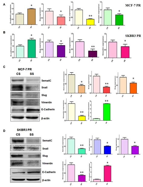 Oncotarget | MiR-125b regulates epithelial-mesenchymal transition via targeting Sema4C in ...