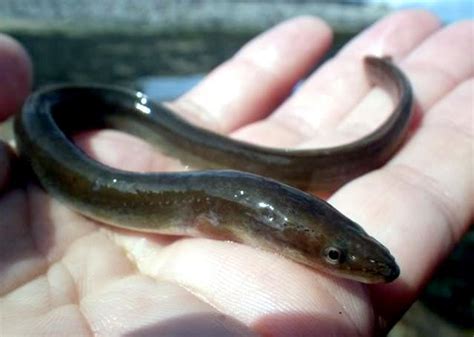 Conger Eel – "OCEAN TREASURES" Memorial Library