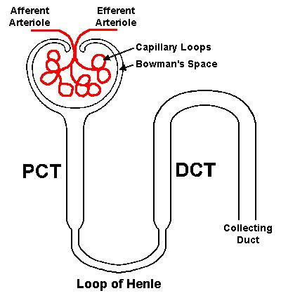 Distal Convoluted Tubule Diagram