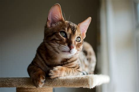 Loki | Loki is a 15 week old Bengal kitten. | Matt | Flickr