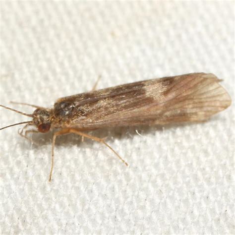 Caddisfly - BugGuide.Net