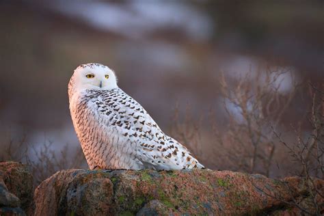 How to Photograph Wildlife in Acadia National Park, USA | Nature TTL