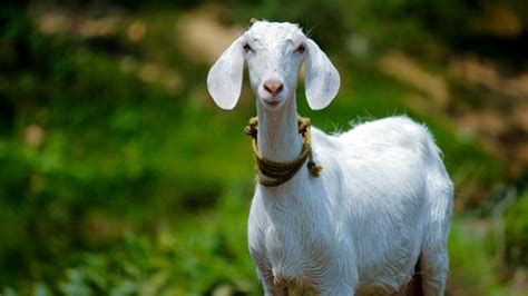 Feeling mehhh: Goats bleat to reveal their emotions to friends ...