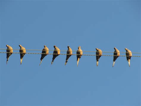 My Backyard: Birds on the wire