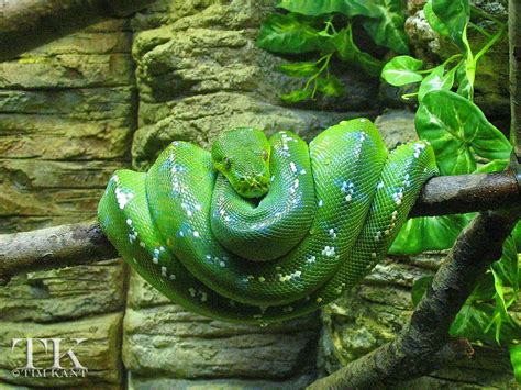 09-Green-Tree Boa-1658 | Green Tree Boa at the Milwaukee Cou… | Flickr