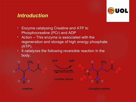 important of creatine kinase enzyme