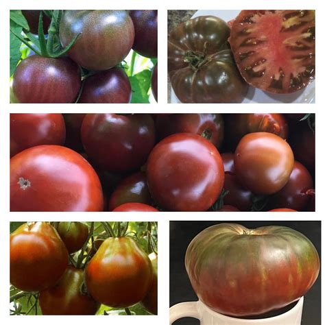 Black Tomato Collection | Seeds | Tim's Tomatoes