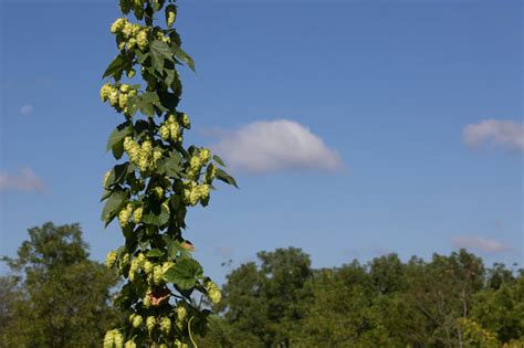 Cascade Hops Growing On Trellises On A Farm In Indiana Stock Photo ...