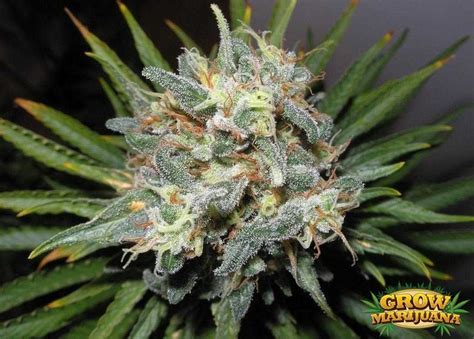 Morning Glory Seeds - Strain Review | Grow-Marijuana.com