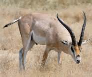 Grant's Gazelle -The Contrary Migrator - pictures and facts