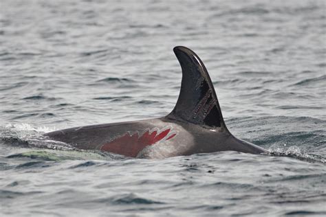 Young killer whale may have been injured by boat propeller | CBC News