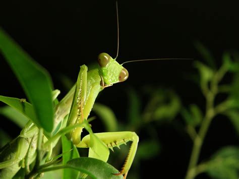 Green mantis Free Photo Download | FreeImages