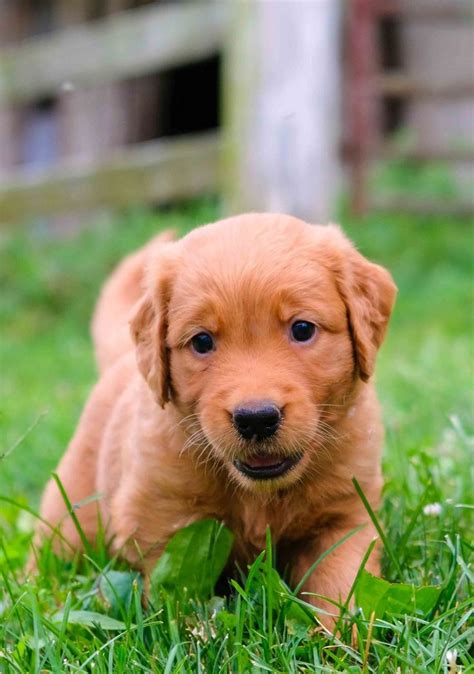 Red Golden Retriever Puppies | Red golden retriever puppy, Retriever puppy, Golden retriever