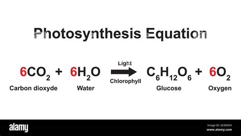 Scientific Designing of Photosynthesis Equation. Vector Illustration ...