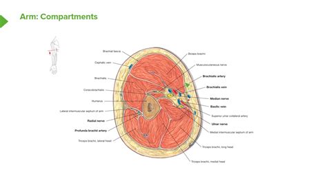 Arm in Cross Section – Anatomy of the Arm - YouTube