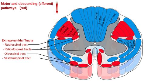 Day 193: Know your spinal cord – The reticulospinal tracts | Lunatic ...