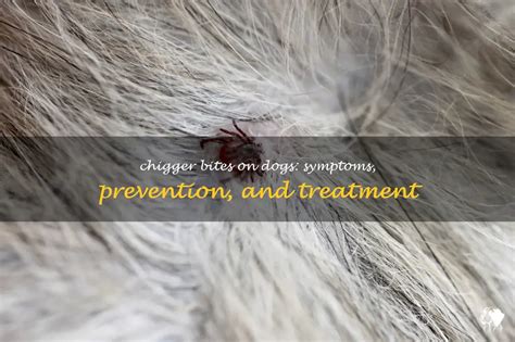 Chigger Bites On Dogs: Symptoms, Prevention, And Treatment | PetShun