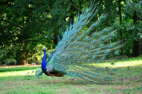 Peacock Park Green · Free photo on Pixabay
