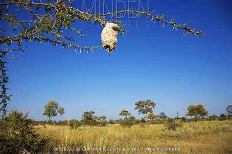 Greater Honeyguide stock photo - Minden Pictures