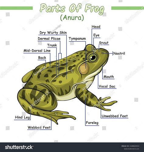 External Anatomy Of A Frog Diagram Of A Frog – NBKomputer