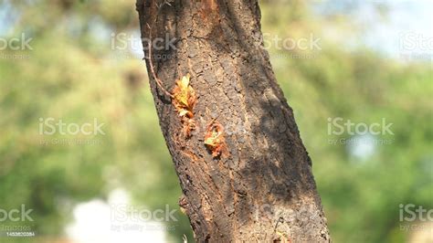 Nature Photo Acatia Tree Focussed On Yellow Flowers Kikar Babul Acacia Gum Arabic Tree Stock ...