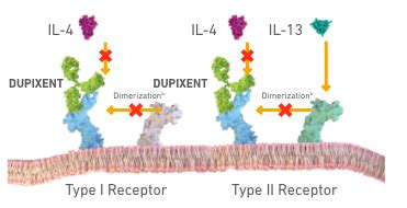 DUPIXENT® (dupilumab) Mechanism of Action for Uncontrolled Moderate-to ...