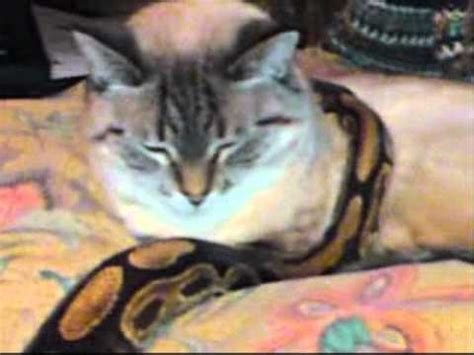 Cat Loves Her Snakes !!! (READ VIDEO INFO BEFORE POSTING A COMMENT) - YouTube