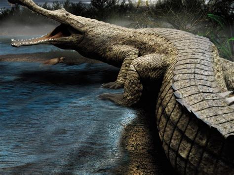 Sarcosuchus Facts, Size, Habitat, Diet, Fossils, Pictures