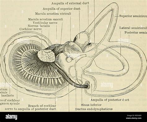 . Cunningham's Text-book of anatomy. Anatomy. 852 THE OEGANS OF SENSE ...